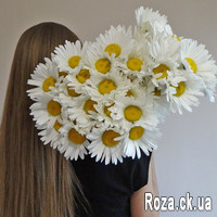 Bouquet of 35 chamomiles - Photo 2
