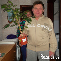 Ficus - Photo 1