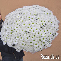 A huge bouquet of chrysanthemums - Photo 1
