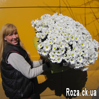 Large bouquet of 51 white camomile chrysanthemum - Photo 1