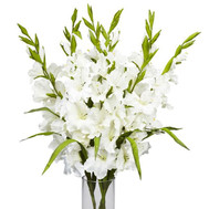 White gladioli in bouquet