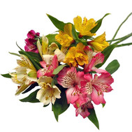 A small bouquet of alstroemerias