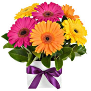 Mini-bouquet of gerberas in a box