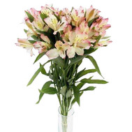 A small bouquet of alstroemerias