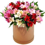 Elasticated Alstroemeria Box