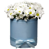 Chamomile chrysanthemums in a box
