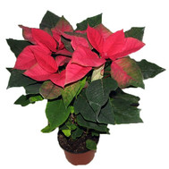 Poinsettia