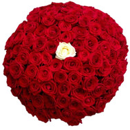 100 red roses with one white