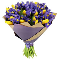 101 tulip and iris