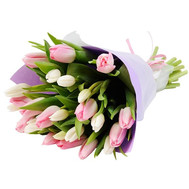 25 white and pink tulips
