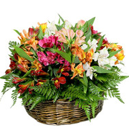 Basket with alstroemerias