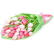 31 white and pink tulip