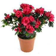 Azalea
