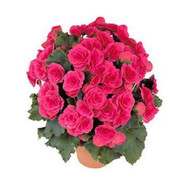 Begonia