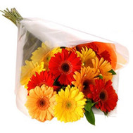 Bouquet of gerberas in cellophane