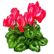 Cyclamen