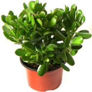 Money tree