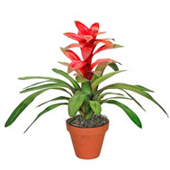 Guzmania