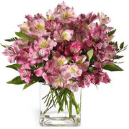 Pink Alstroemeria