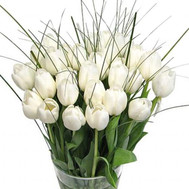 Tulips of Cherkassy