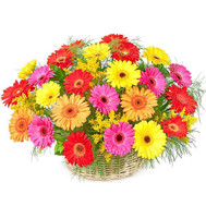 Basket of gerberas
