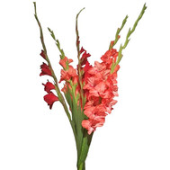 5 gladioli in bouquet
