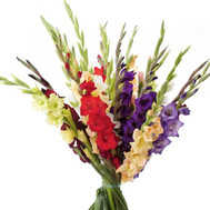 Bouquet from 25 multicolored gladiolus