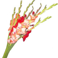 A small bouquet of gladiolus