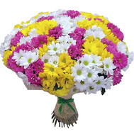 51 multi-colored chrysanthemum