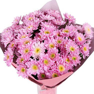 Cute bouquet of pink chrysanthemums
