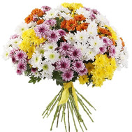 Chrysanthemums multicolored in bouquet