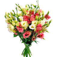 25 white and pink eustoma