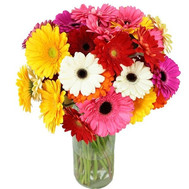 31 multi-colored gerberas
