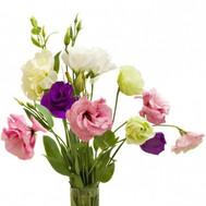 Bouquet of 5 eustoma