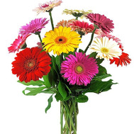 Buy a bouquet of gerberas of Cherkassy