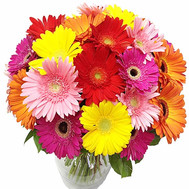 Chic bouquet of 35 gerberas