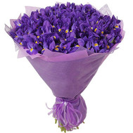 101 iris