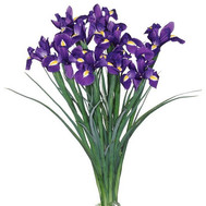 13 irises