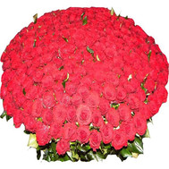 501 rose