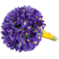 55 irises