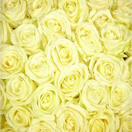 White roses (by the piece)