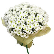 Large bouquet of chamomile chrysanthemums