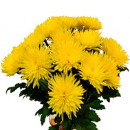 Bouquet of needle chrysanthemums