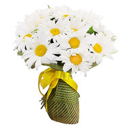 Bouquet of 35 chamomiles