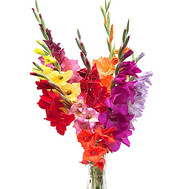 Bouquet of gladiolus