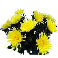 Bouquet of single-headed chrysanthemums
