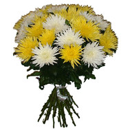 Bouquet of single-headed chrysanthemums