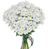 Bouquet of chamomile chrysanthemums