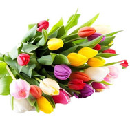 Wonderful bouquet of multi-colored tulips