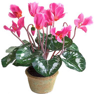 Cyclamen in a pot